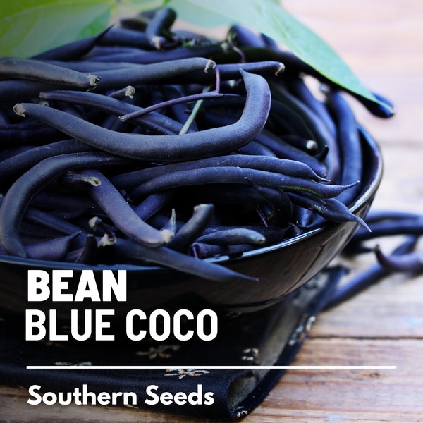 Bean, Blue Coco - 30 Seeds - Heirloom Vegetable - Open Pollinated - Non-GMO (Phaseolus vulgaris)