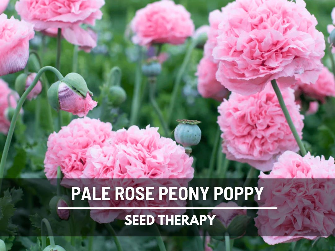Pale Rose Peony Poppy Seeds – Heirloom, Double Pink Blooms, Ruffled ...