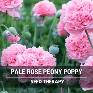 Pale Rose Peony Poppy Seeds – Heirloom, Double Pink Blooms, Ruffled Petals for Cottage Garden, Garden Gift | 100 Seeds