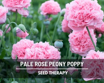 Graines de pavot pivoine rose pâle - héritage, fleurs roses doubles, pétales ébouriffés pour jardin de cottage, cadeau de jardin | 100 graines
