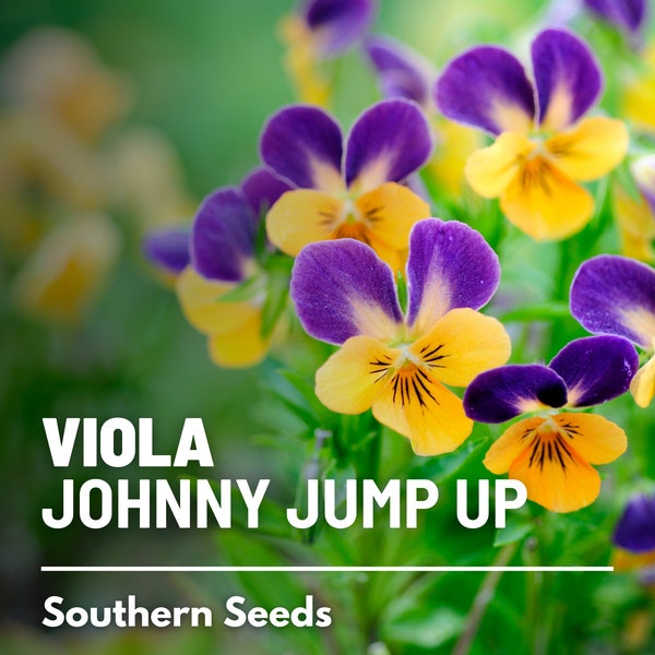 Viola, Johnny Jump Up - 200 seeds - Heirloom Flower, Purple, Yellow & White Petals, Edible Plant (Viola tricolor)