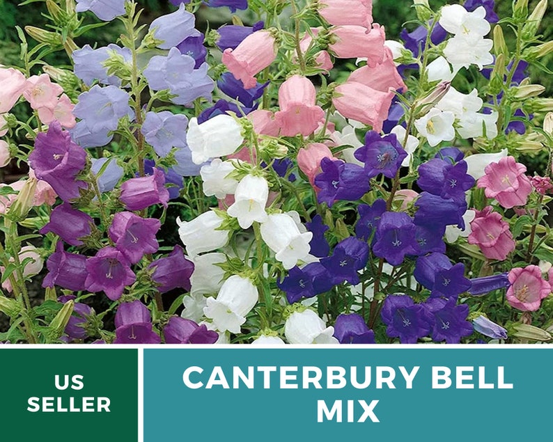 Canterbury Bells, MIX - 100 Seeds