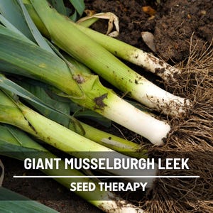 Giant Musselburgh Leek Seeds – Heirloom, Open Pollinated Vegetable, Non-GMO, Classic and Tender Leek Variety | 200 Seeds