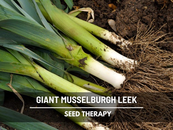 Giant Musselburgh Leek Seeds – Heirloom, Open Pollinated Vegetable, Non-GMO, Classic and Tender Leek Variety | 200 Seeds