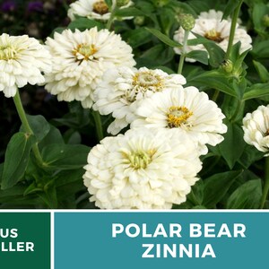 May include: Close-up of white Zinnia flowers with green leaves. The flowers are in full bloom and have a delicate, ruffled appearance. The text "POLAR BEAR ZINNIA" is displayed below the image.