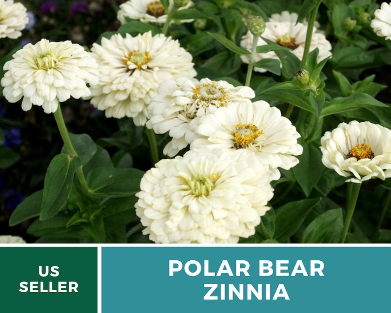 May include: Close-up of white Zinnia flowers with green leaves. The flowers are in full bloom and have a delicate, ruffled appearance. The text "POLAR BEAR ZINNIA" is displayed below the image.