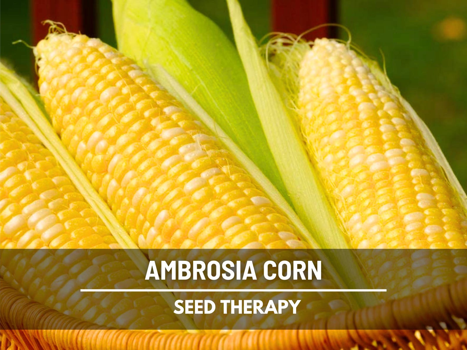 Ambrosia Sweet Corn Seeds, Hybrid Bicolor Yellow White Vegetable Garden ...