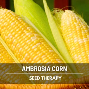 Ambrosia Corn ear showing bright yellow and white kernels – Seed Therapy