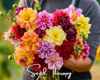 Semillas de dalia madrugadora: flor tradicional, tamaño compacto y floración tardía, variedad de jardín fácil de cultivar / 25 semillas