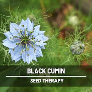 Black Cumin Seeds (Charnushka) – Heirloom Spice, Culinary & Medicinal Herb, Unique for Cooking, Garden Favorite | 50 Seeds
