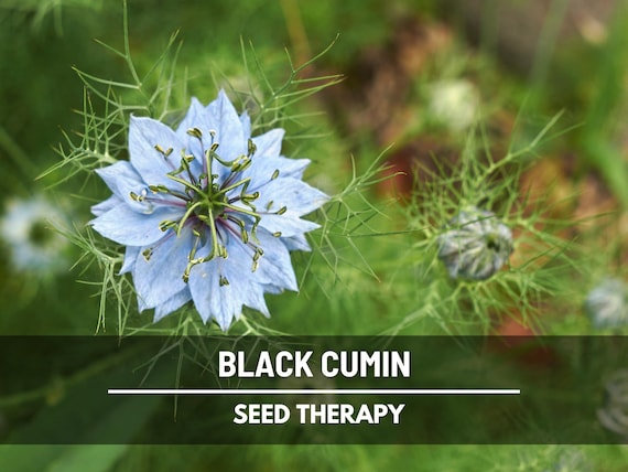 Black Cumin Seeds (Charnushka) – Heirloom, Culinary & Medicinal Herb (50 Seeds)