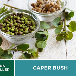 Capers Caper Bush 10 Seeds Heirloom Herb Culinary Delicacy Capparis spinosa image 4