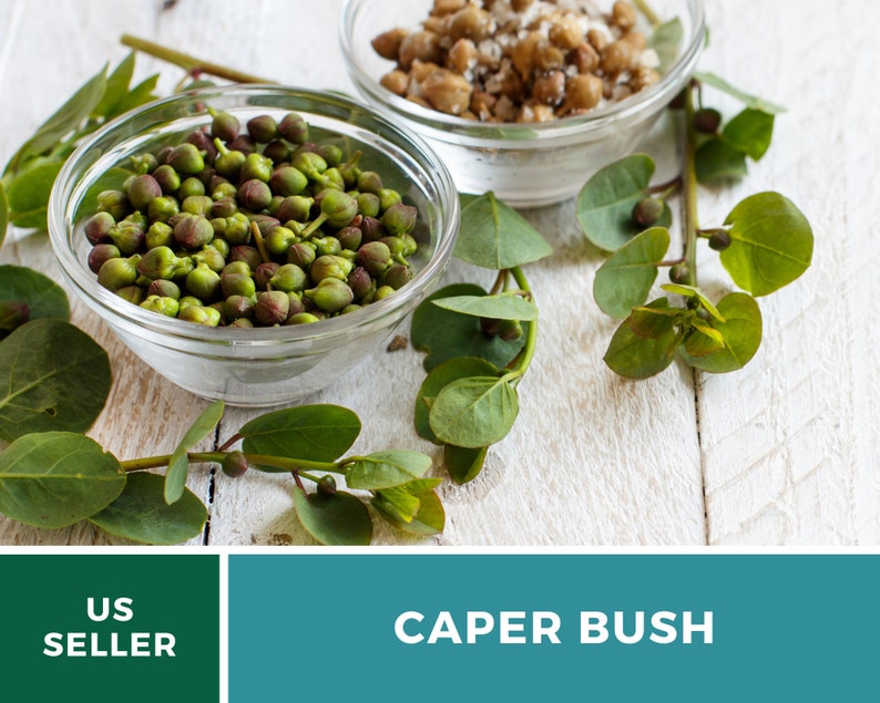 Capers Caper Bush 10 Seeds Heirloom Herb Culinary Delicacy Capparis spinosa image 4