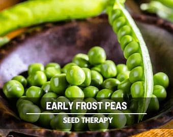 Early Frosty Pea Seeds – Heirloom English Peas, Early Sweet Shelling Variety, Open Pollinated | 25 Seeds