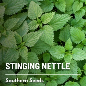 Stinging Nettle - 100 Seeds - Heirloom Herb, Medicinal & Culinary Plant, Herbal Teas, Non-GMO, Garden Gift (Urtica dioica)