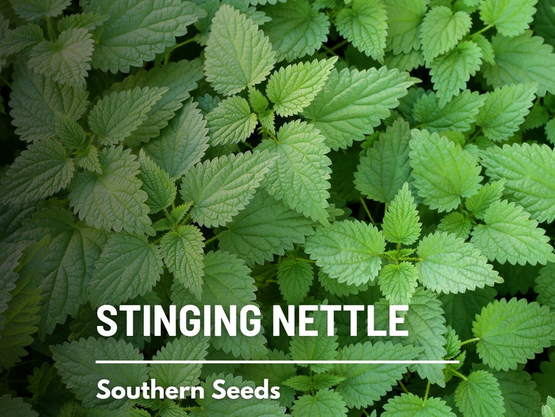 Stinging Nettle 100 Seeds Heirloom Herb, Medicinal & Culinary Plant, Herbal Teas, Non-GMO, Garden Gift Urtica dioica image 1