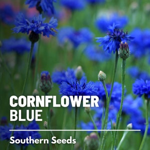 Cornflower, Tall Blue (Bachelor's Button) - 100 Seeds - Heirloom Flower - Elegant Blue Blooms (Centaurea cyanus)