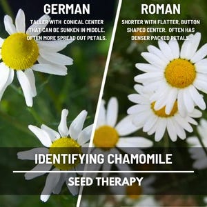 Side-by-side comparison graphic showing German Chamomile (Matricaria chamomilla) with conical center versus Roman Chamomile (Chamaemelum nobile) with flat button center - Seed Therapy