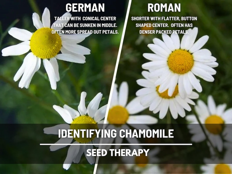 Side-by-side comparison graphic showing German Chamomile (Matricaria chamomilla) with conical center versus Roman Chamomile (Chamaemelum nobile) with flat button center - Seed Therapy
