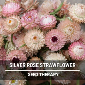 May include: A bouquet of Silver Rose Strawflowers in various shades of pink and cream. The flowers have a layered petal structure with dark maroon centers. The text "Silver Rose Strawflower" and "Seed Therapy" are displayed at the bottom.