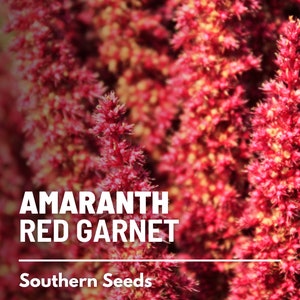 May include: Close-up of red amaranth flowers, also known as Red Garnet amaranth. The flowers are tall and feathery, with a deep red color. The text "Amaranth Red Garnet" and "Southern Seeds" is visible at the bottom of the image.