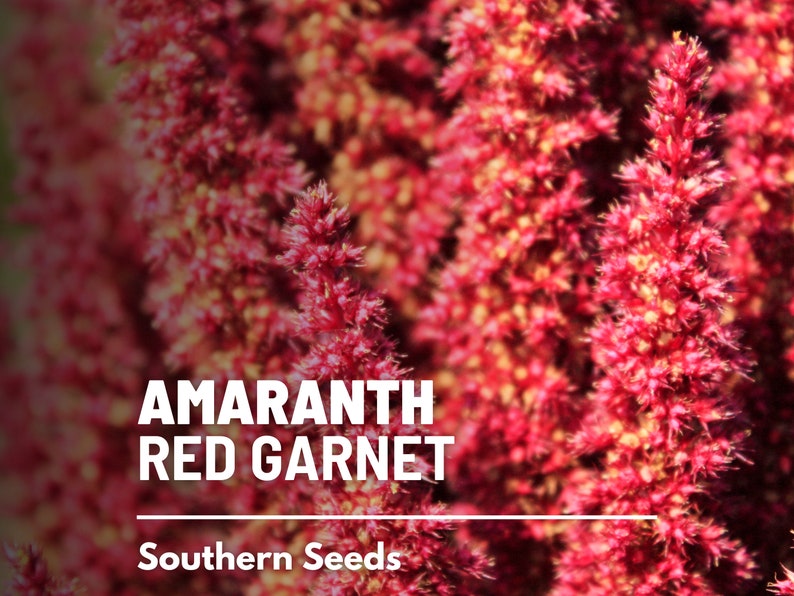 May include: Close-up of red amaranth flowers, also known as Red Garnet amaranth. The flowers are tall and feathery, with a deep red color. The text "Amaranth Red Garnet" and "Southern Seeds" is visible at the bottom of the image.