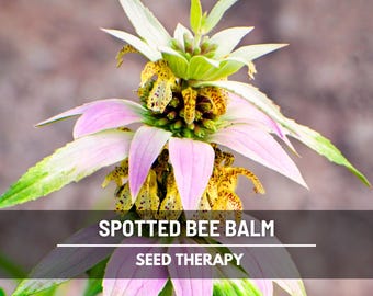 Spotted Bee Balm Seeds – Heirloom Medicinal Herb, Edible Flowers, Oregano-Thyme Aroma, Teas & Seasonings | 50 Seeds