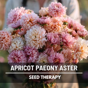 Duchess Apricot Aster Seeds – Heirloom, Peony-Like Double Blooms, Apricot & Peach, Excellent Cut Flower | 50 Seeds