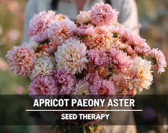 Duchess Apricot Aster Seeds – Heirloom, Peony-Like Double Blooms, Apricot & Peach, Excellent Cut Flower | 50 Seeds