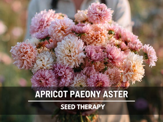 Duchess Apricot Aster Seeds – Heirloom, Peony-Like Double Blooms, Apricot & Peach, Excellent Cut Flower | 50 Seeds