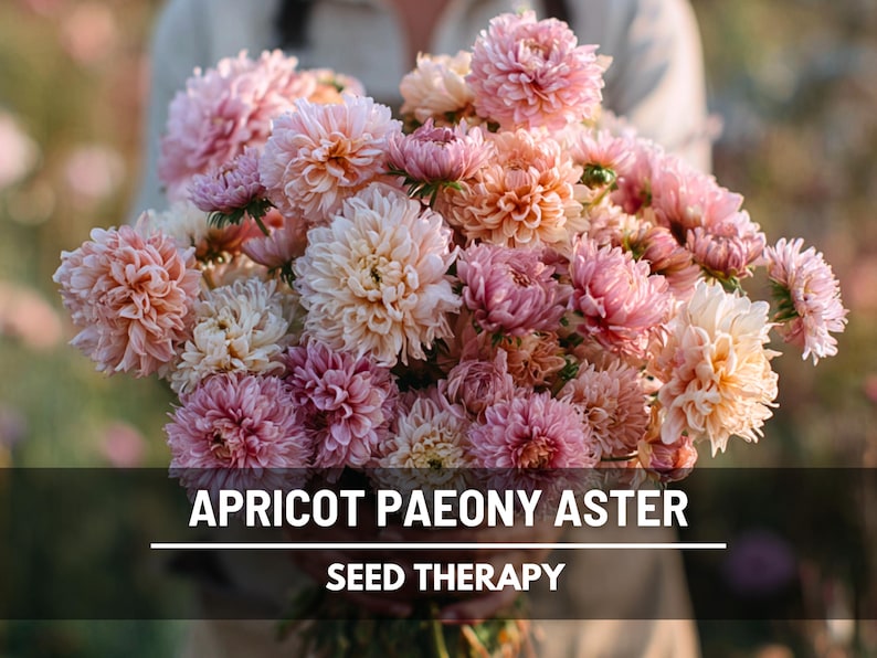 gardener holding a freshly cut bouquet of Aster Paeony Duchess Apricot flowers, glowing in the golden hour light with soft pink and creamy apricot blooms.