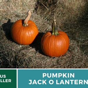 May include: Two large orange pumpkins with green stems sitting on a bed of dry hay.  Pumpkin Jack O Lantern.