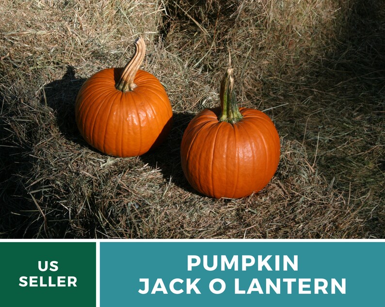 May include: Two large orange pumpkins with green stems sitting on a bed of dry hay.  Pumpkin Jack O Lantern.