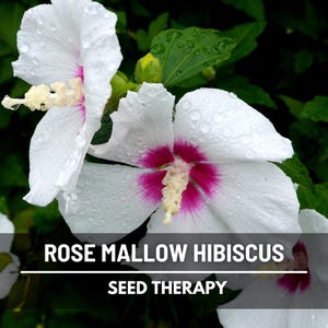 Rose Mallow Hibiscus Seeds (Halberd-leaved) – Heirloom Flower, Unique Halberd Leaves & Showy Blooms, Garden Favorite | 25 Seeds