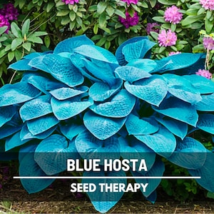 Blue Hosta Seeds – Heirloom, Blue Plant Lily, Easy to Grow Groundcover, Blue-Green Leaves & Violet Blooms | 25 Seeds