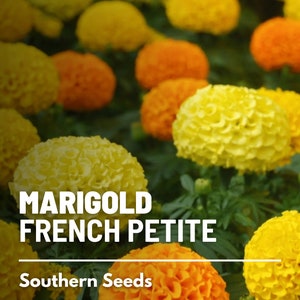 Marigold French, Petite - 100 Seeds - Heirloom Flower - Compact and Dwarf Variety (Tagetes patula)