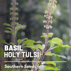 Basil, Holy Tulsi (Kapoor) - 100 Seeds - Heirloom Culinary & Medicinal Herb - Non-GMO (Ocimum sanctum)