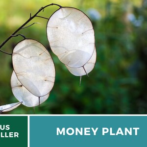Money Plant Seeds (Honesty) – Heirloom, Prosperity and Abundance Symbol, Unique Flower for Gardens (Lunaria biennis) | 20 Seeds bild 6