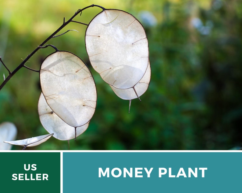 Money Plant Seeds (Honesty) – Heirloom, Prosperity and Abundance Symbol, Unique Flower for Gardens (Lunaria biennis) | 20 Seeds bild 6