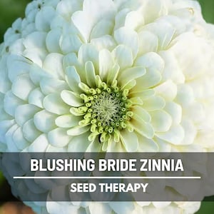 Pode incluir: Close-up de uma flor branca de Z&iacute;nia Blushing Bride com p&eacute;talas em camadas e um centro verde. O texto "BLUSHING BRIDE ZINNIA" e "SEED THERAPY" s&atilde;o exibidos em uma faixa escura na parte inferior da imagem. A flor est&aacute; em plena flora&ccedil;&atilde;o.
