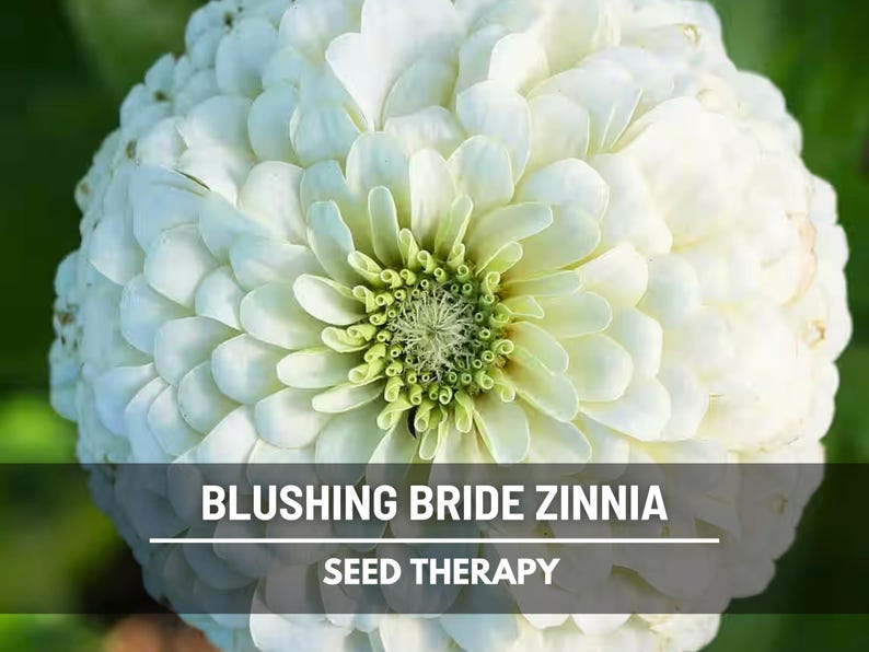 Pode incluir: Close-up de uma flor branca de Z&iacute;nia Blushing Bride com p&eacute;talas em camadas e um centro verde. O texto "BLUSHING BRIDE ZINNIA" e "SEED THERAPY" s&atilde;o exibidos em uma faixa escura na parte inferior da imagem. A flor est&aacute; em plena flora&ccedil;&atilde;o.