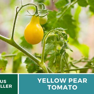 Tomato, Yellow Pear 50 Seeds Heirloom Vegetable, Indeterminate Plant, Pear-shaped fruits, Non-GMO Lycopersicon esculentum image 5