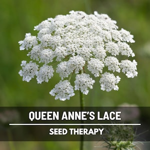 Queen Anne’s Lace Seeds – Heirloom Flower, Delicate White Blooms, Perfect for Arrangements & Floral Designs | 100 Seeds