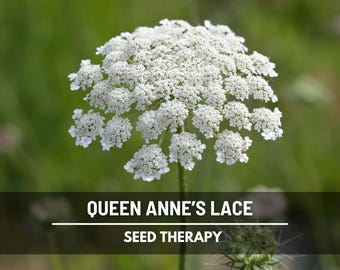 Queen Anne’s Lace Seeds – Heirloom Flower, Delicate White Blooms, Perfect for Arrangements & Floral Designs | 100 Seeds