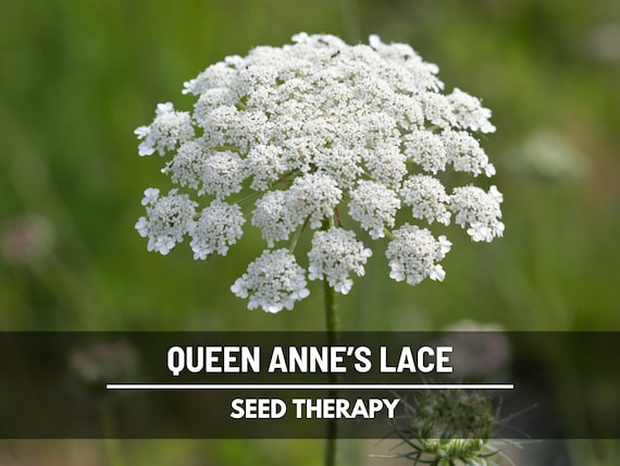 Queen Anne’s Lace Seeds – Heirloom Flower, Delicate White Blooms, Perfect for Arrangements & Floral Designs | 100 Seeds