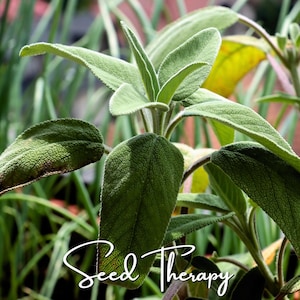 May include: A sage plant with textured, grey-green, oval-shaped leaves and a central stem. The plant features visible veins and soft, fuzzy surfaces on the foliage. The white cursive text "Seed Therapy" is overlaid at the bottom of the image.