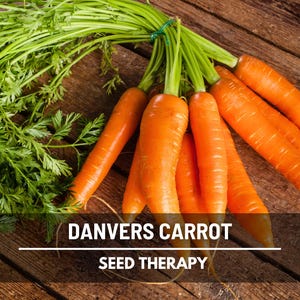 Danvers Carrot Seeds – Heirloom Vegetable, Sweet Orange Carrot, Open Pollinated, Easy to Grow | 250 Seeds