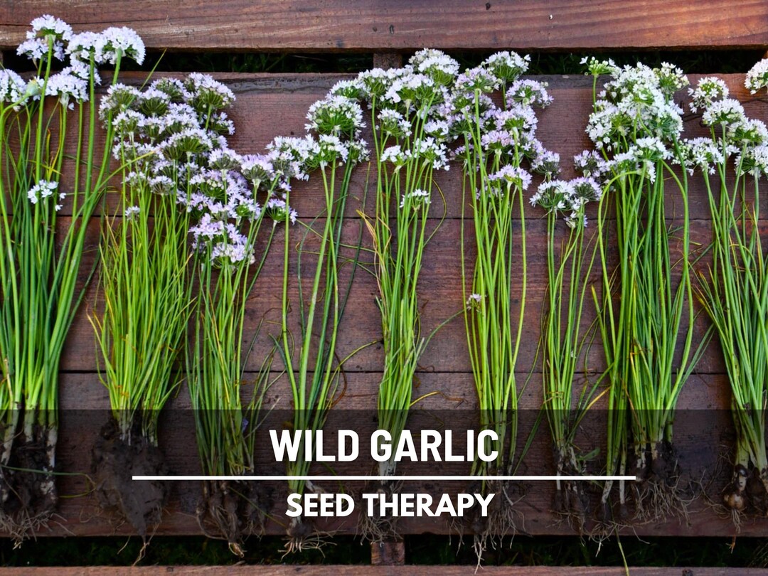 Wild Garlic Seeds  Heirloom Vegetable, Bold Wild Flavor, Non-gmo,  Perennial Plant, Culinary & Garden Favorite | 25 Seeds - Etsy