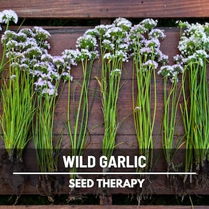 May include: A collection of wild garlic plants with white and purple flower clusters and green stems, arranged on a rustic wooden surface. The text "WILD GARLIC SEED THERAPY" is displayed below the plants.