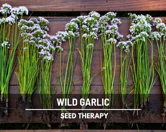 Wild Garlic Seeds – Heirloom Vegetable, Bold Wild Flavor, Non-GMO, Perennial Plant, Culinary & Garden Favorite | 25 Seeds